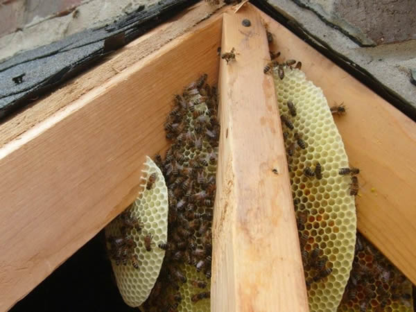 The Buzz on Bee Control: A Comprehensive Removal Guide