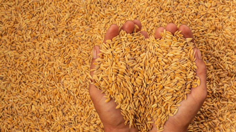 Organic Rice Wholesalers in the USA: A Comprehensive Guide