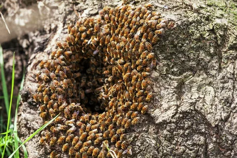 Bee Hive Removal: Safely Addressing Nature’s Buzzing Architects
