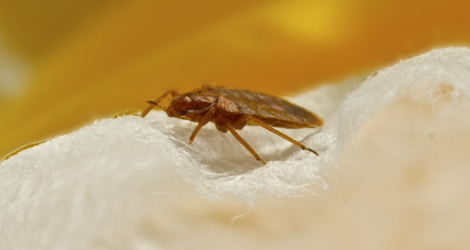 Effectively Managing Cockroach Control in Maple Ridge