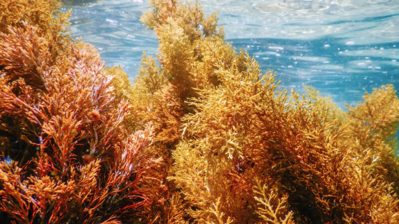 Dive Into the Benefits: Why Sea Moss is Making Waves in Australia