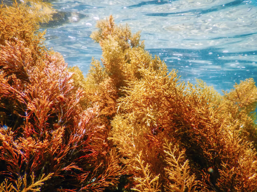 Dive Into the Benefits: Why Sea Moss is Making Waves in Australia
