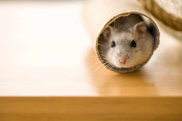Top 7 Tips for Finding Affordable Rodent Control Services in Singapore